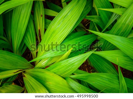 Green leaf texture, pattern leaves on dark and light tone for background