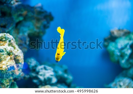 Small fish with a big tail in aquarium