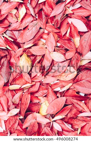 Decorative, styled autumn leaf background.Pink, purple, red, yellow leaves. Background texture of different autumn leaves.Shabby chic style Retro styled photo. Color effects applied.Toned picture.