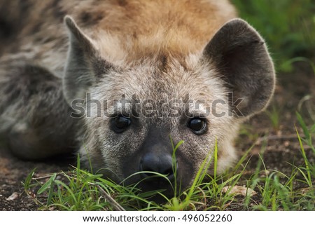 Spotted Hyena, Crocuta crocuta, young portrait, wet season, Kruger National Park, South Africa