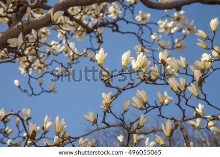 Beautiful light white magnolia flowers on blue sky background.