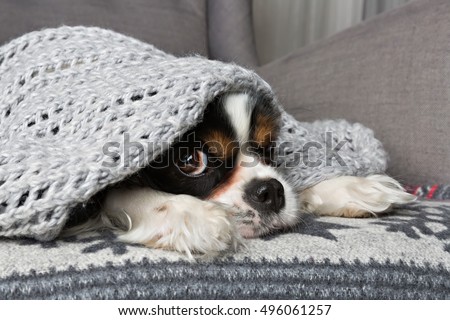cute dog under the warm grey blanket Royalty-Free Stock Photo #496061257