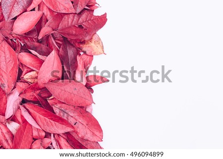 Purple/pink autumn leaf background.Decorative leaf backdrop.Place for text.Copy space.Background texture of different autumn leaves.Isolated,white background. Toned picture. Leaf decor on left side.
