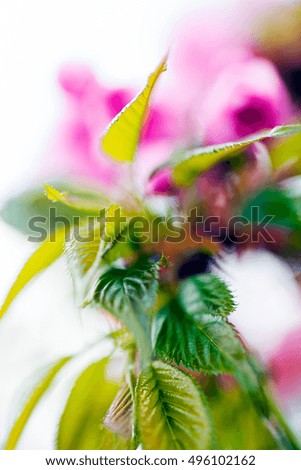 Abstraction pink flower on the white background, for blurred background
