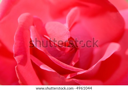 close up, flower of  red rose
