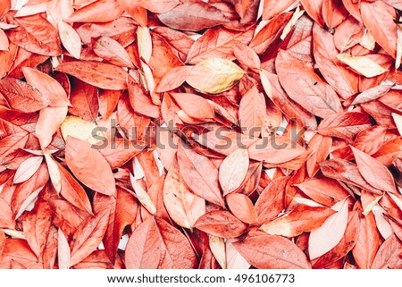 Decorative,styled autumn leaf background.Pink,purple,red,yellow, orange leaves. Background texture of different autumn leaves.Shabby chic style Retro styled photo. Color effects applied.Toned picture.