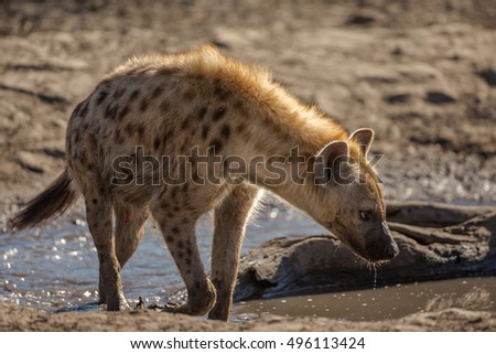 Hyena drinking water