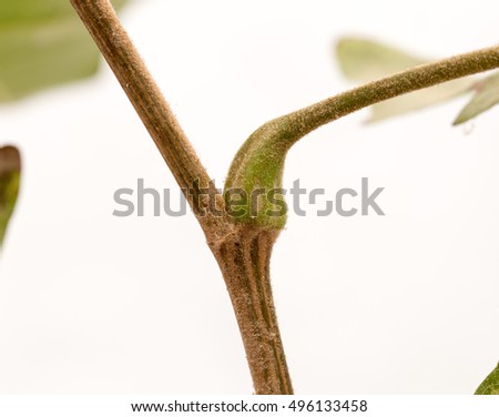 Maple tree branch on white close-up