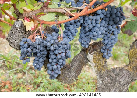 Red grapes in the vineyard agriculture, bio control
