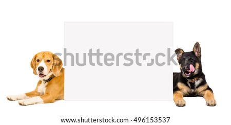 Beagle and German Shepherd puppy lying behind a banner isolated on white background