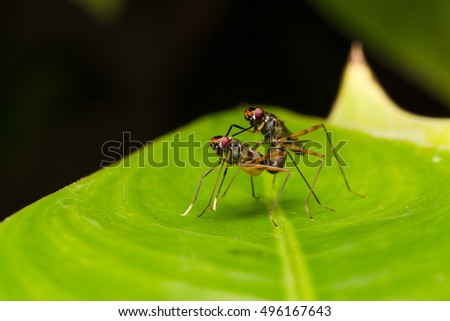 Macro, small insects that fly perched on a leaf.