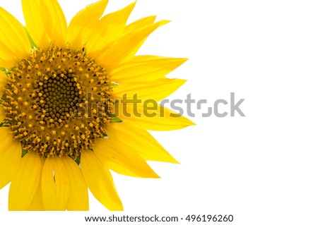 the sunflowers on isolated background and free space for text or picture