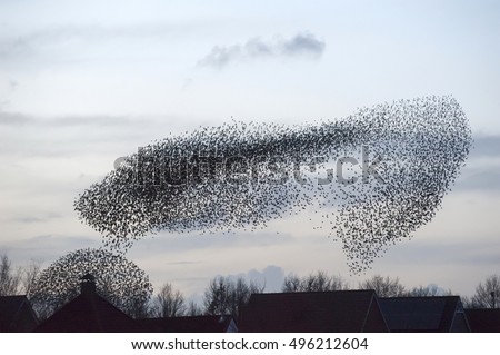 Large flock of starlings Royalty-Free Stock Photo #496212604