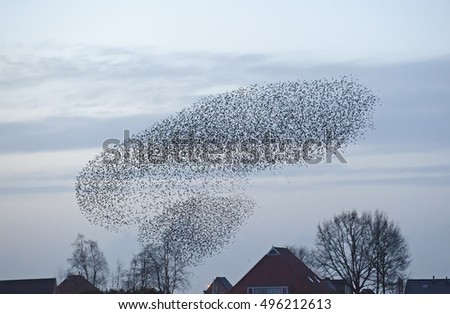 Large flock of starlings Royalty-Free Stock Photo #496212613