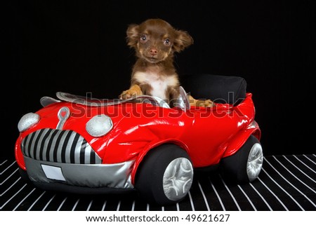 Chihuahua puppy in toy miniature car on black background