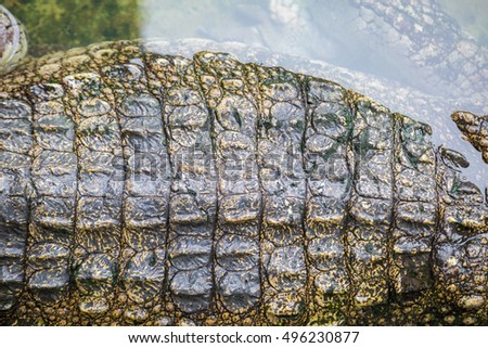 Crocodile texture skin with water background