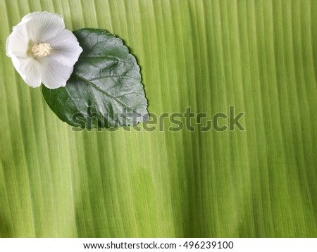 a white flower on green background of banana leaf