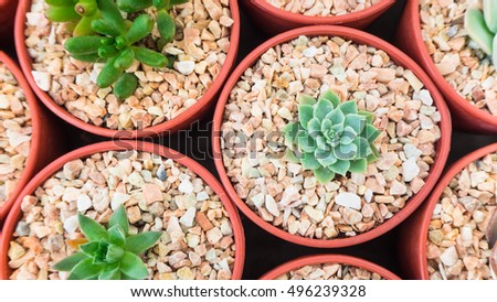 A lot of green succulent plants call Haworthia in red cultivation pot