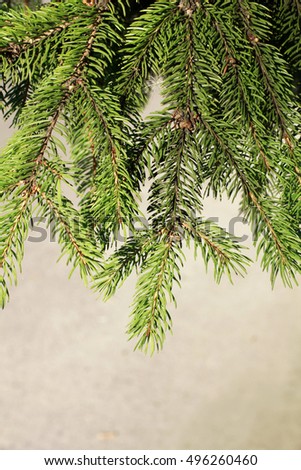 Closeup of Christmas-tree fir background
