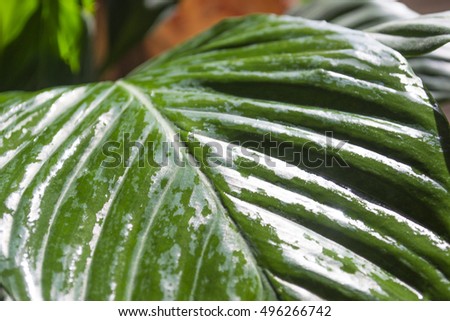 background of wet green stalk