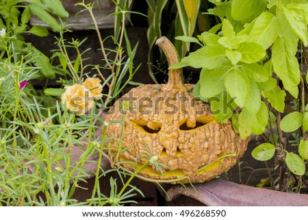 Halloween Pumpkin in the bush