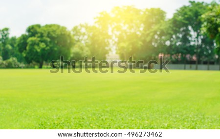 Grass blur and soft light
