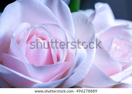 Beautiful pink roses on a soft background with shallow depth of field and focus the centre of rose flower 