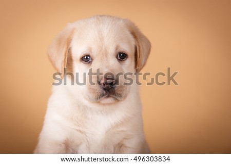 Cute little yellow labrador retriever puppy on warm tan background