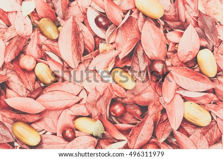 Beautiful autumn leaf, acorn, cranberry background. Background texture of different leaves, oak acorns, cranberries. Pink, yellow, red, orange, brown, white. Studio photo. Styled photo. Toned picture