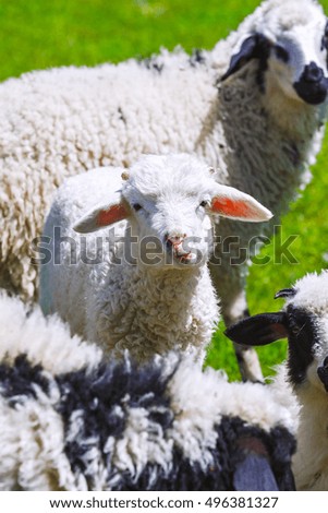 young lamb in the article in a pasture, on a green field. Looks at the camera and chews the grass.