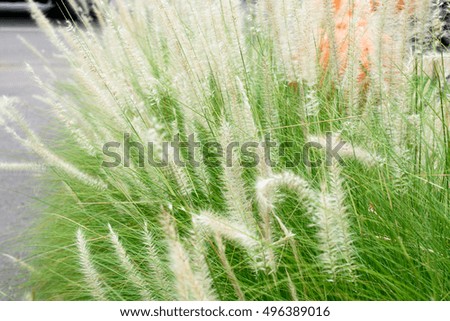 reeds of grass