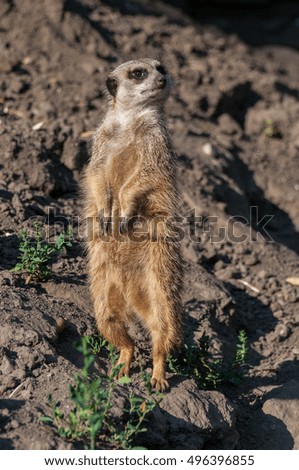 Suricate or meerkat (Suricata suricatta). Meerkat keep watch. Cute creature