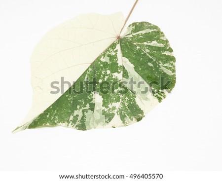 Green and white leaf isolated on white.