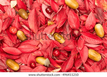 Decorative autumn leaf, acorn background composition. Background texture of different autumn leaves, oak acorns. Pink, red, yellow, orange, brown, red colors. Beautiful backdrop. Toned picture.