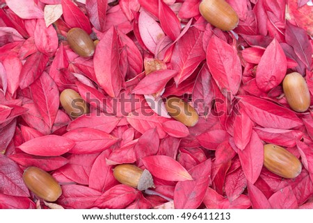 Decorative autumn leaf, acorn background composition. Background texture of different autumn leaves, oak acorns. Pink, red, yellow, orange, brown, purple colors. Beautiful backdrop. Toned picture.