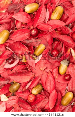 Decorative autumn leaf, acorn background composition. Background texture of different autumn leaves, oak acorns. Pink, red, yellow, orange, brown, purple colors. Beautiful backdrop. Toned picture.