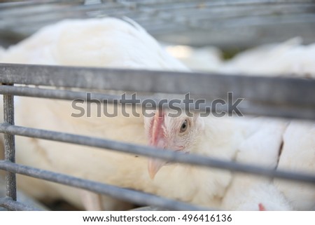 safed,Israel - October 11,2016- The chicken special ceremony "Kaparot" , Preparations for Yom Kippu
A large number of chickens ready to "Kaparot" ceremony



