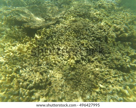 Underwater texture of  coral reefs. 