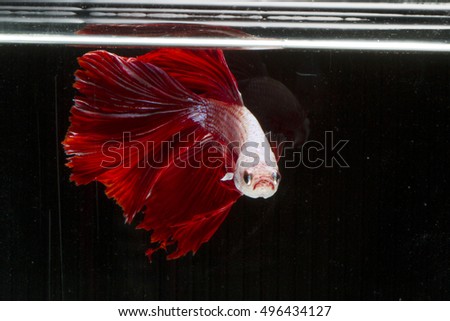Red Halfmoon Betta splendens or siamese fighting fish isolated on black background 

