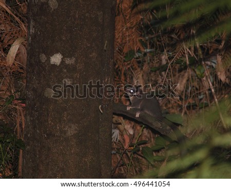 A critically endangered Leadbeater's Possum peers out from its home in Mountain Ash forest in the proposed Great Forest National Park near Melbourne, Australia.