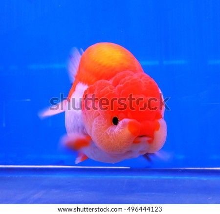 goldfish is so cute in the aquarium tank
