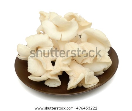 Fresh oyster mushroom isolated on white background