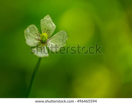 Beautiful white poppy flower isolated on green-yellow blurred background