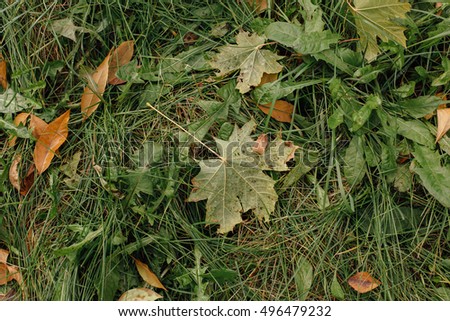 Colorful background image of fallen autumn leaves