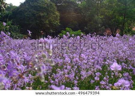 Murdannia giganteum / Sweet purple flowers which crowned