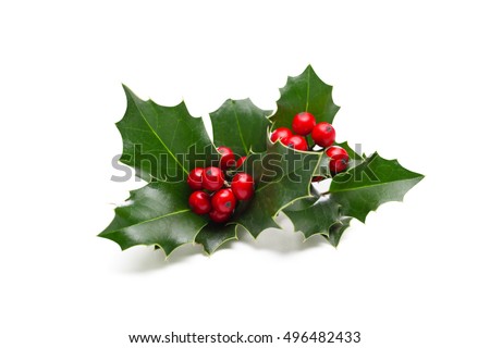 European Holly (Ilex aquifolium) leaves and fruit Royalty-Free Stock Photo #496482433