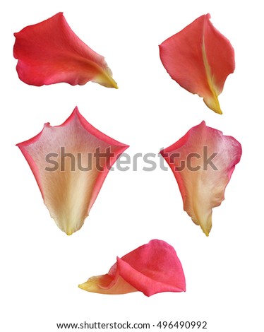 Petals with isolated white background