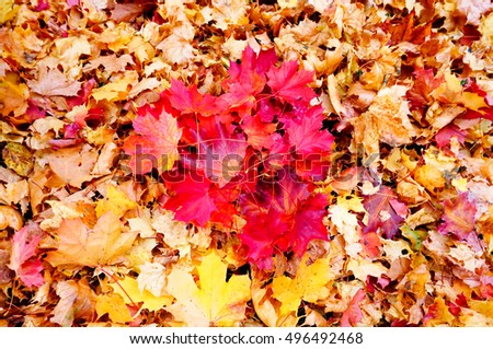 Red maple leaves arranged in a heart shape on yellow maple leaves in background. Heart shape is sign of love. Autumn in Finland.