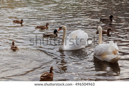Beautiful pair of white swans with orange beak on a water white swans river