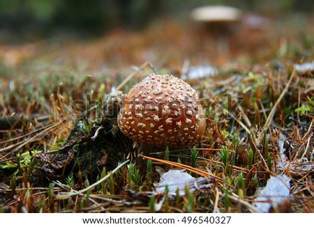 Close-up picture of a poisonous mushroom in nature